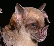 The pale spear-nosed bat will be part of research to explore the cause of exceptional longevity.